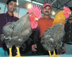 career-poultry